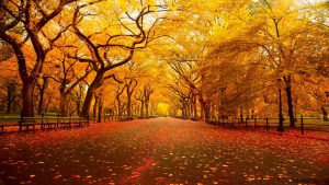 Central-Park-New-York-Automne-blog-voyage-trace-ta-route